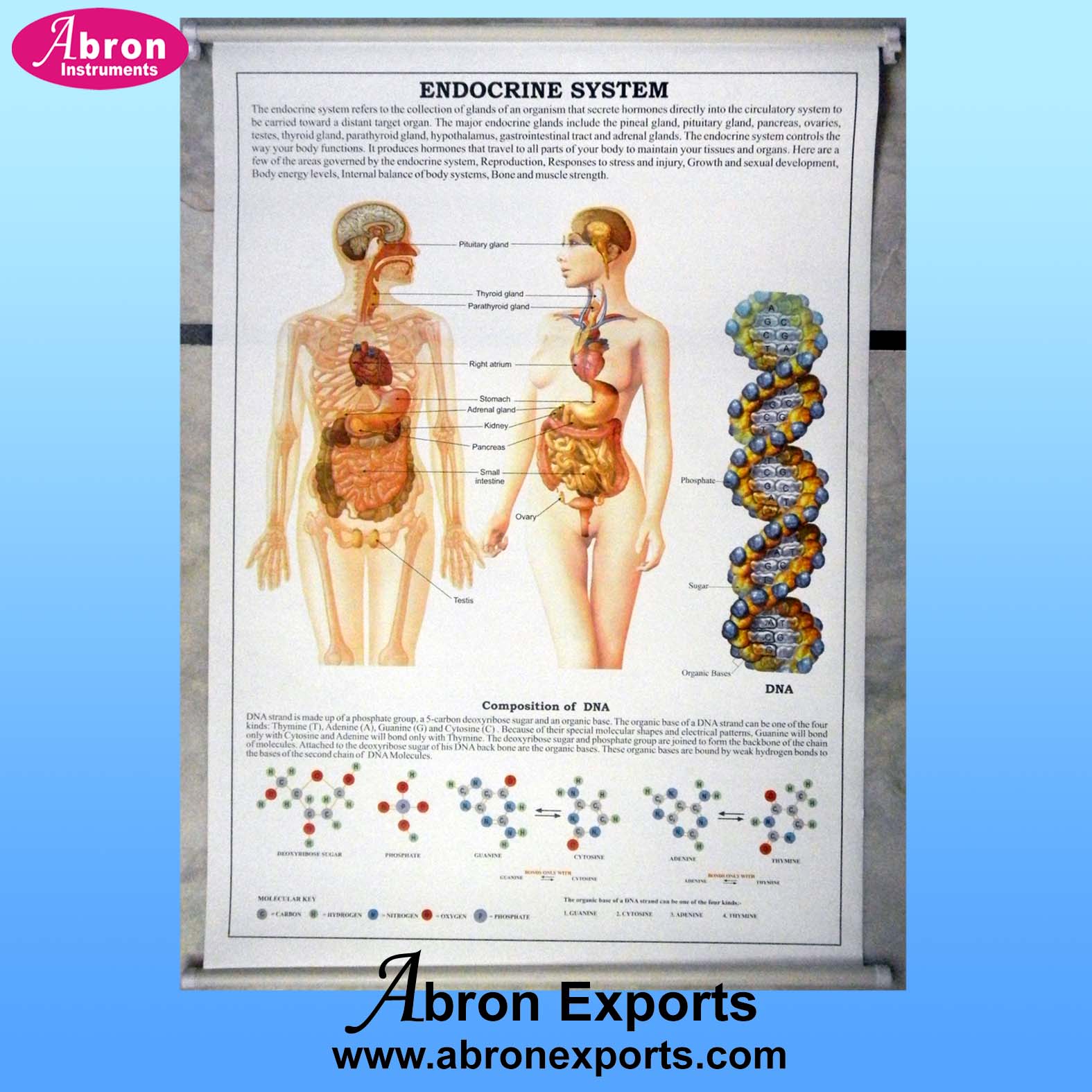 Chart Synthetic Paper with roller Human Physiology set of 40  size 75x100cm 30x40inch Abron ACPH-40P    